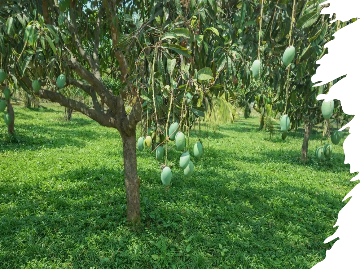 Tropical Fruit Pulps Banner 2