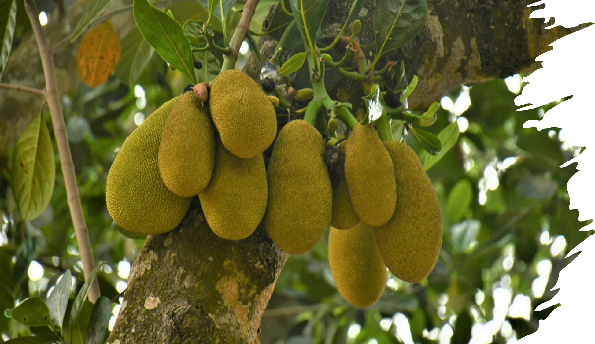 Tropical Fruit Pulps Banner 3