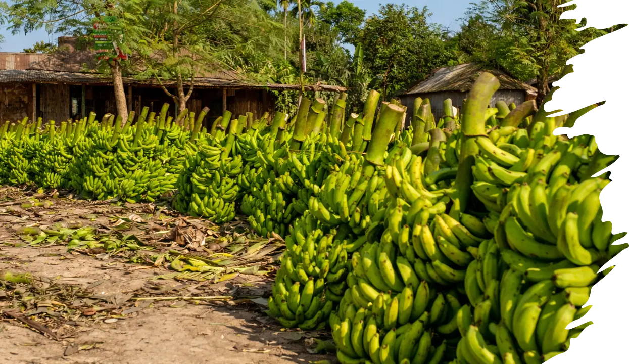 Tropical Fruit Pulps Banner 5