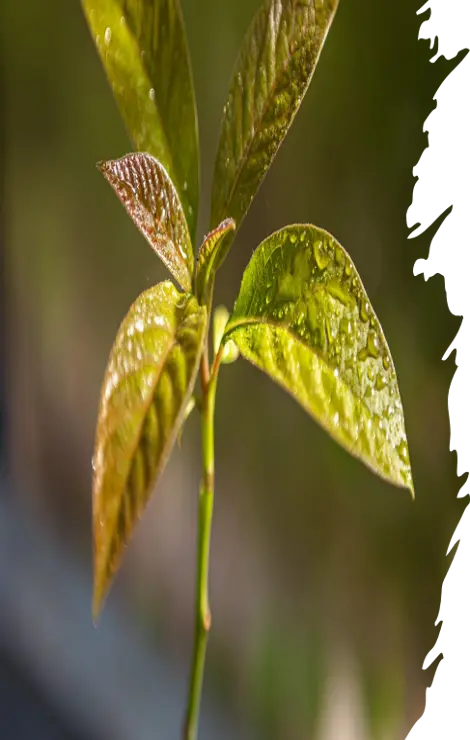 Tropical Fruit Pulps Left Image