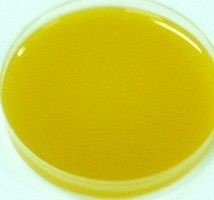 Pineapple Smooth Cayenne